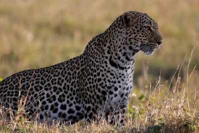 Leopard kills 68-year old in Kotuganahalli