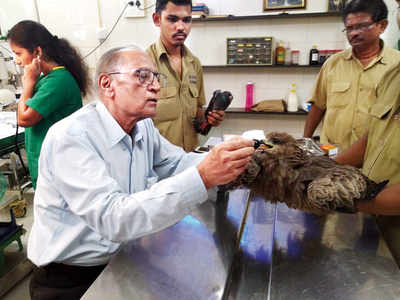 A happier Diwali for animals, birds this time