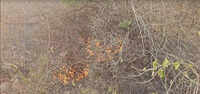 Mangar patch gutted last year up in flames again