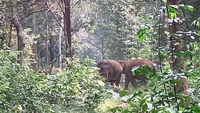 &lsquo;Jao babu jungle mai jao&rsquo;: Gentle voices lead elephant herd back to forest; Chhattisgarh&rsquo;s hathi mitra dal wins hearts - Watch