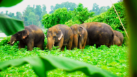 Andhra Pradesh: Herd of elephants take shelter near Kurupam village 