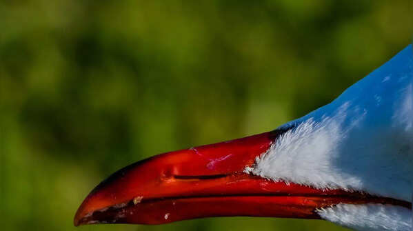 Nature’s artwork, right on their beaks