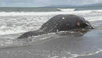 Whale killed by ship found on San Francisco beach 