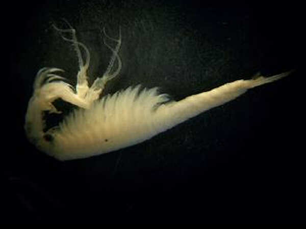 Fairy shrimps find a home in temporary rock pools on plateaus of Western Ghats