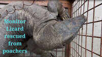 Two arrested for hunting monitor lizard in Tamil Nadu 