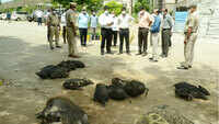 Karnataka: Pigs removed from Kalaburagi hospital after video goes viral, FIR ordered 