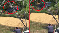 On cam: Tiger attacks locals in Pilibhit, narrow escape for 2 