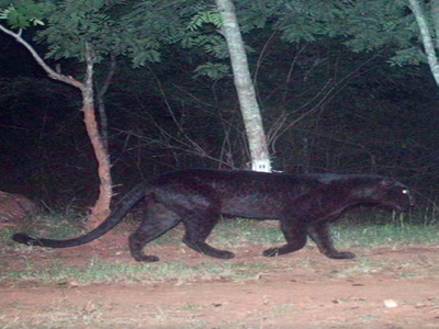 ‘Bagheera’ spotted at MM Hills