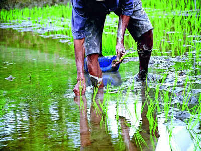 Farmer suicide rate drops in Karnataka