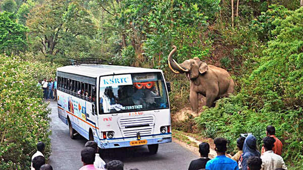 How elephants became a jumbo worry in Kerala
