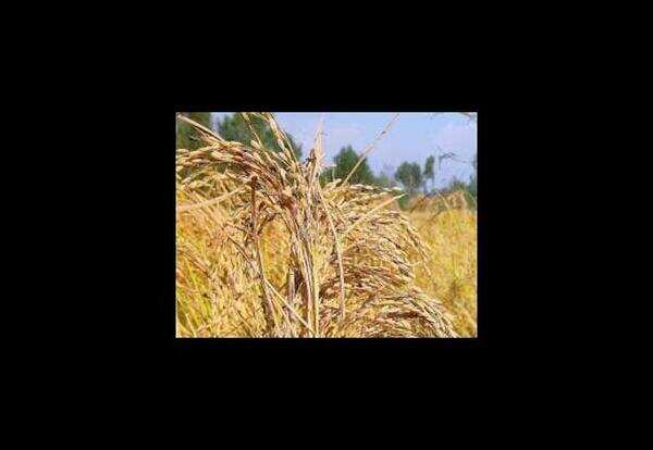 Pest attack on paddy reported from parts of on paddy in Patiala, Sangrur