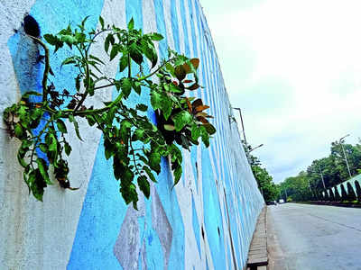 Malleswaram Mirror Special: CNR Rao Circle underpass sprouts green surprises