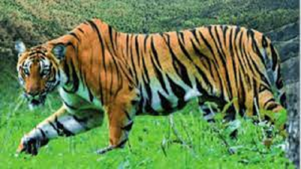 Tigress, two cubs found dead in two different forest ranges in the Nilgiris