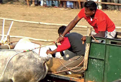 PETA records cruelty during bullock cart race