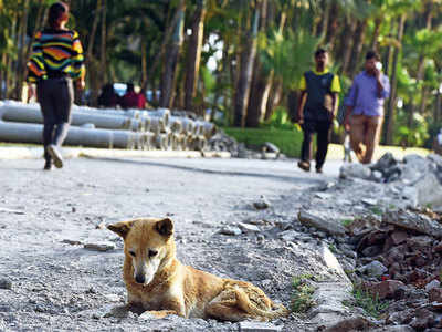 Owners dump dogs at Bandra seafronts