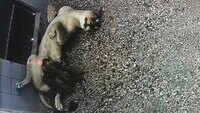 Watch: First glimpse of four newborn cubs at Etawah safari in UP 