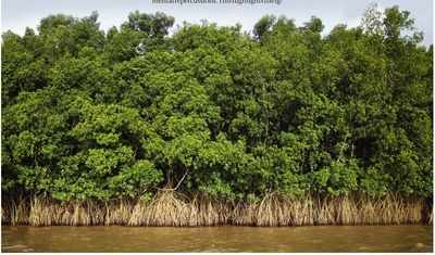 MMRDA gets 47 hectares mangrove land for trans harbour link