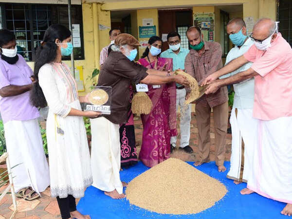 Kerala: Regional agricultural research station develops saline tolerant organic rice variety
