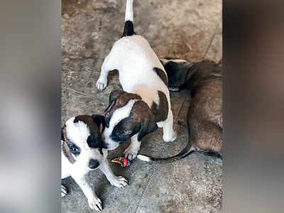 Society cleaner flings puppies over 12-feet wall
