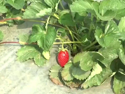 Uncle-nephew duo creates history by successfully cultivating strawberries in Panvel