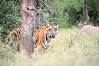 Now, eye in the sky to track Sariska tigers