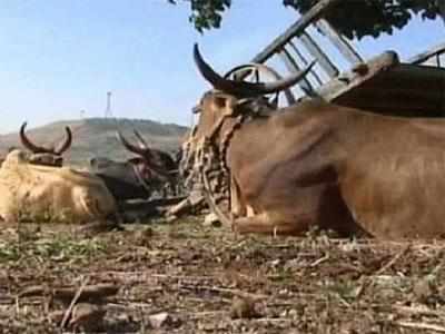 Two held for transporting beef illegally