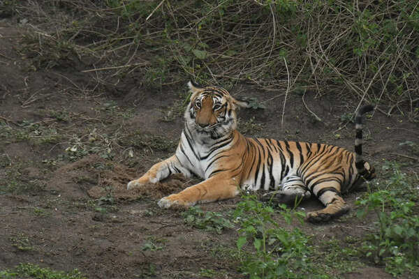 Increasing wildlife population has intensified concerns of human-animal conflict in Shivamogga district