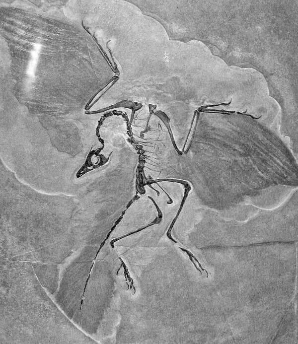 In 1861, a single feather found in a limestone quarry became the fossil that bridged the gap between dinosaurs and birds