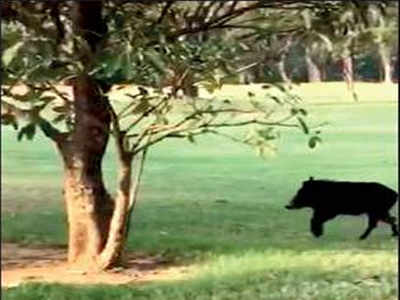 Boar sends Bangalore golf club staffers into a tizzy