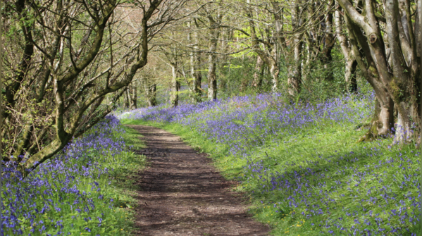 Nature walk
