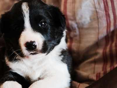 Shocking! Man throws stray puppy from second floor of a building