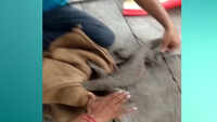 Locals rescue monitor lizard near river Ganga in Kanpur 