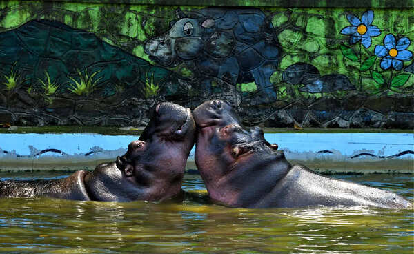 Mumbai zoo’s oldest hippo Deva dies at 35
