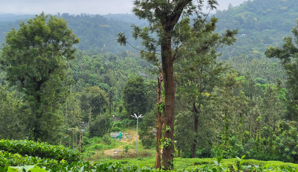 Tamil Nadu Janmam Land Delay: Encroachments Threaten Gudalur Elephant Corridor