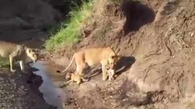 Ahmedabad: Here’s how a lioness rescued her cub who was afraid to cross a rivulet