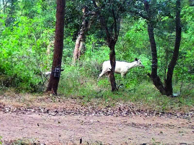 Rare leucistic Sambar Deer spotted