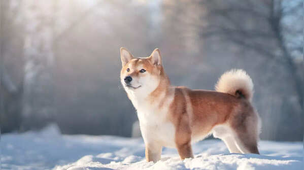 Shiba Inu