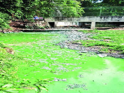 Lake turns green and that’s not good