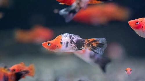 Aquarium for Keeping Mollies And Swordtails: Ultimate Guide