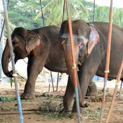 Central Zoo Authority for ban on elephants in circuses