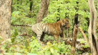 On cam: Two male tigers fight to win tigresses heart at Tadoba National Park 