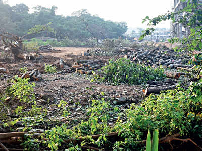 Don’t cut more trees in Aarey: SC