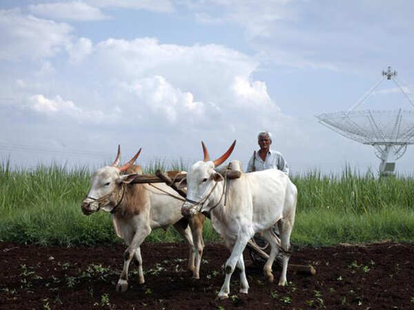 For farmers today, grass is ‘greener’ than rice and pulses