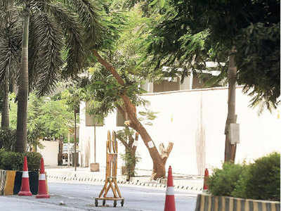 US consulate seeks to cut five trees and transplant another five, says they pose a security threat