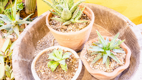 Want to grow Aloe vera indoors? Simple step-by-step guide to grow the  succulent for beginners