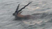 Telangana: Blackbucks rescued from flooded Sri Ram Sagar Project in Nizamabad 