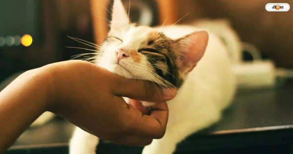 Stray cat with maggot-infested wound gets healing touch from pig skin grafting