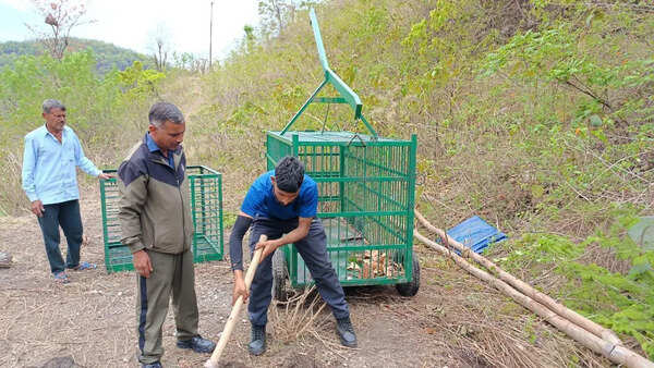 Mohan safari zone in Corbett shut after 2 tiger attacks in a month