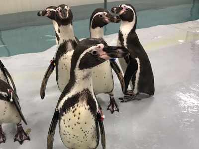 Penguins at Byculla zoo a hit with visitors