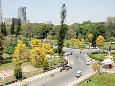 These 200 trees are eating up Bengaluru